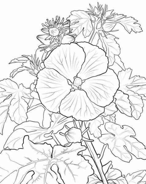 Гибискус раскраска