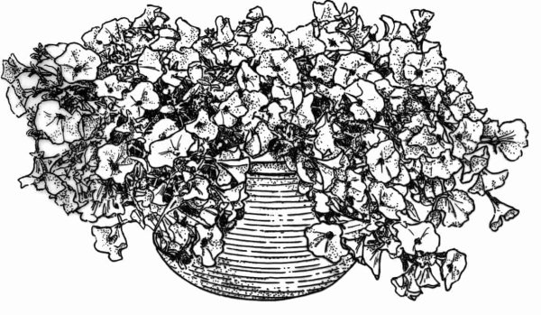 Петуния карандашом