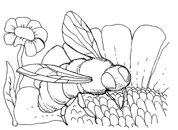 Раскраска Шмель на цветке