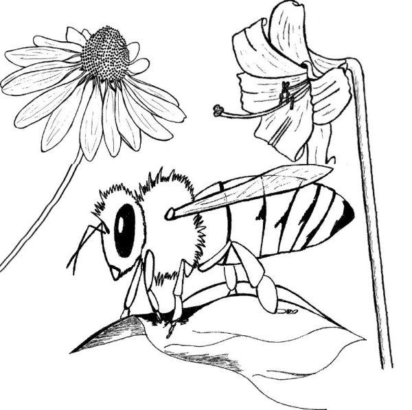 Раскраска пчела на цветке