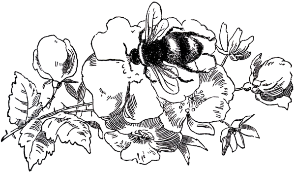 Раскраска Шмель на цветке