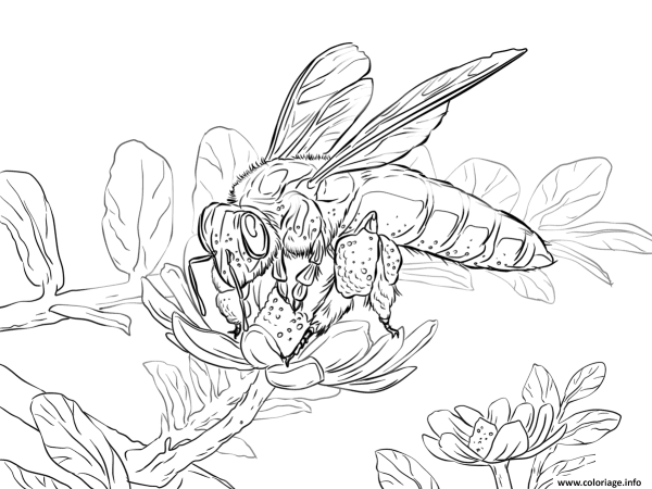 Пчела на цветке для раскрашивания