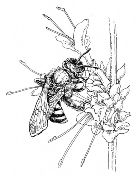 Пчела набросок