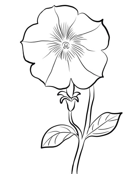 Петунья Вьюн