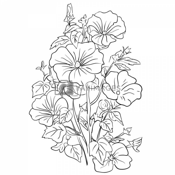Цветы петунья раскраска