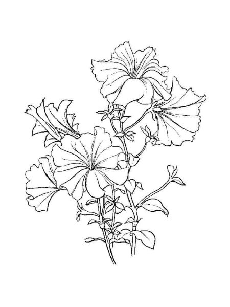 Петуния космия бегония