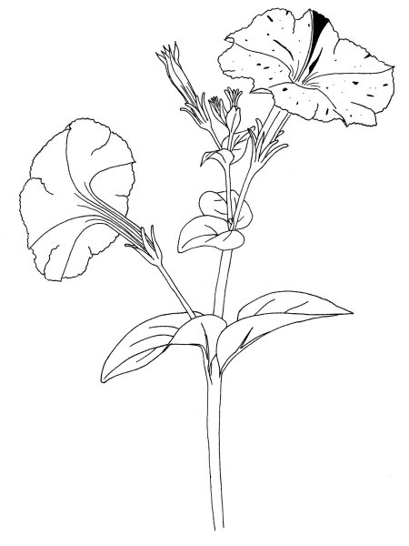 Строение петунии гибридной