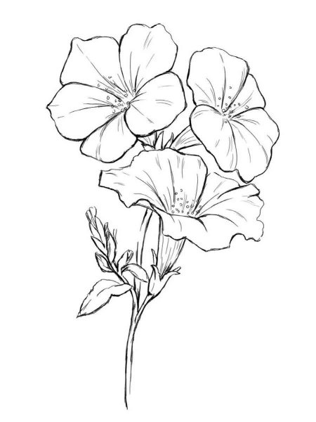 Рисунки цветов