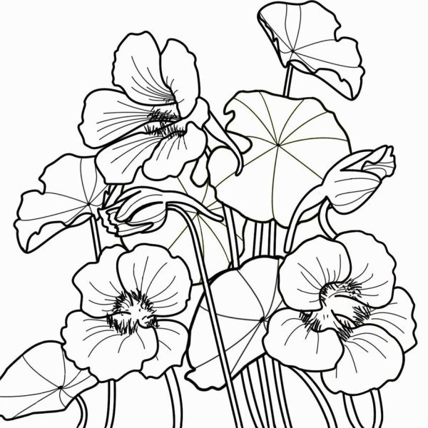 Цветы настурция эскиз