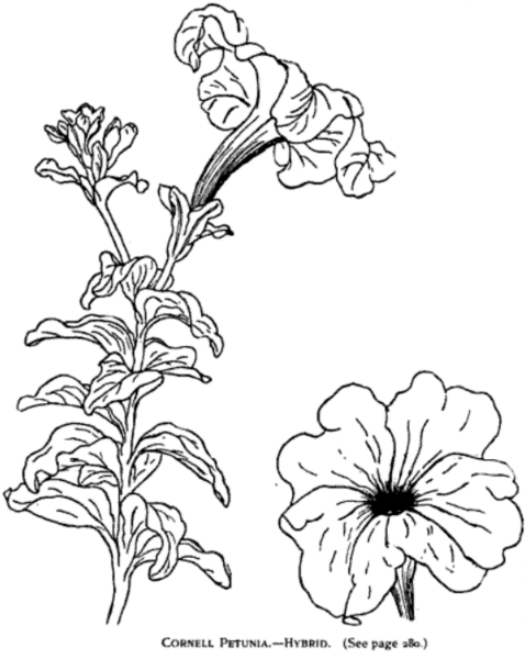 Контур петунья