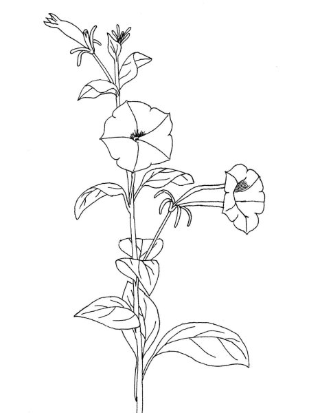 Петуния схематично