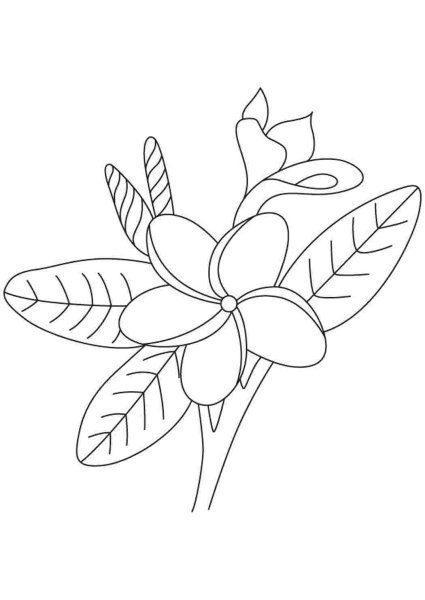 Тропические цветы раскраска