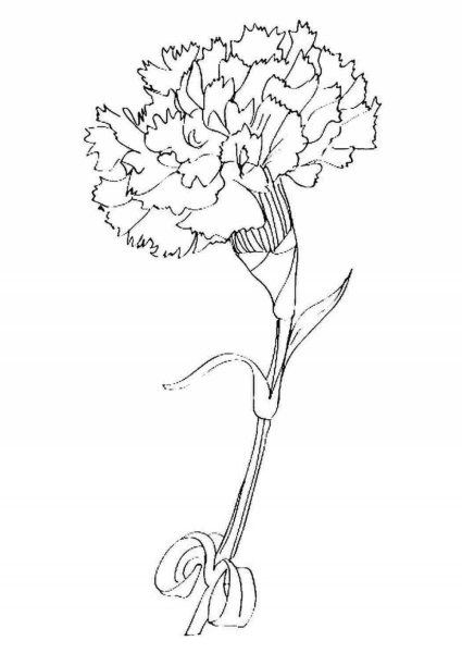 Гвоздики раскраска