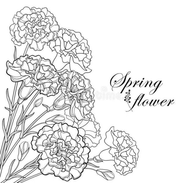 Гвоздики с лентой букет раскраска