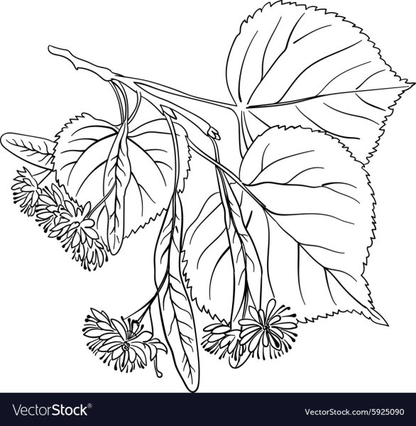 Липа раскраска