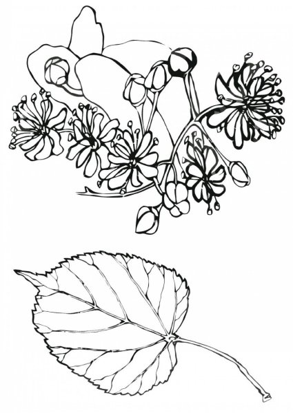 Липа сердцевидная