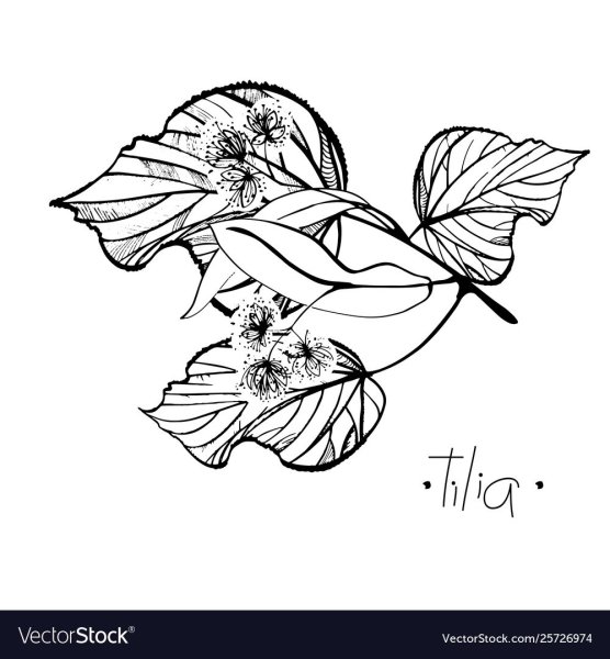 Цветок липы вектор