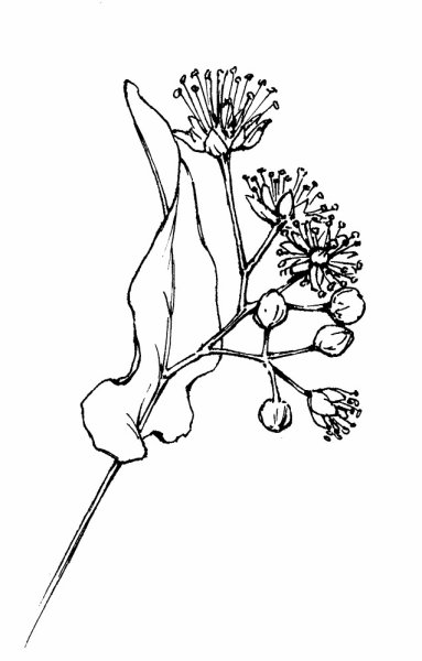 Липа карандашом