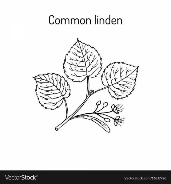 Цветы липы рисунок