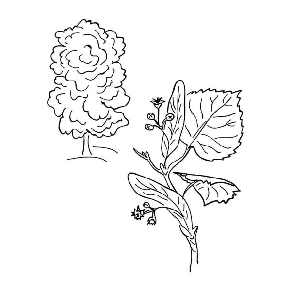 Липа для раскрашивания детям