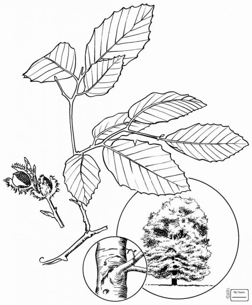 Дерево ясень раскраска для детей