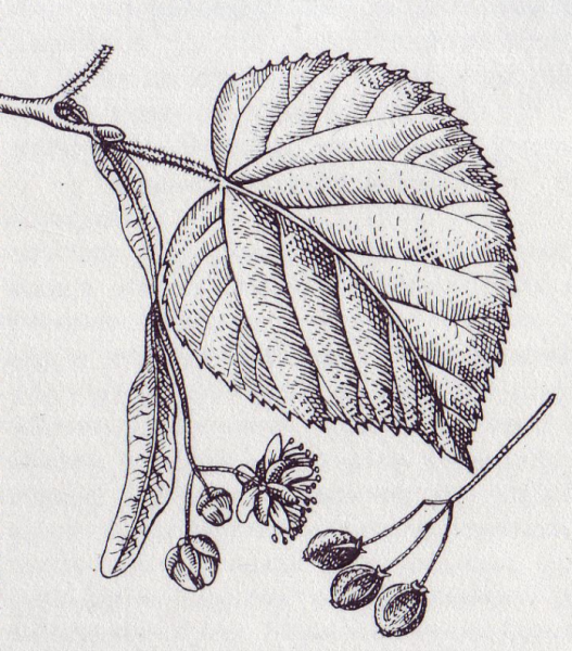 Липа крупнолистная лист