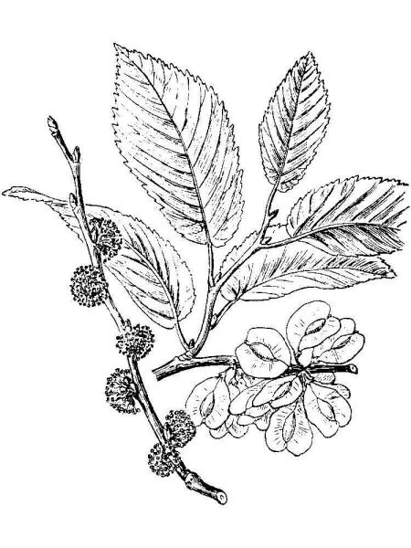 Вяз граболистный рисунок