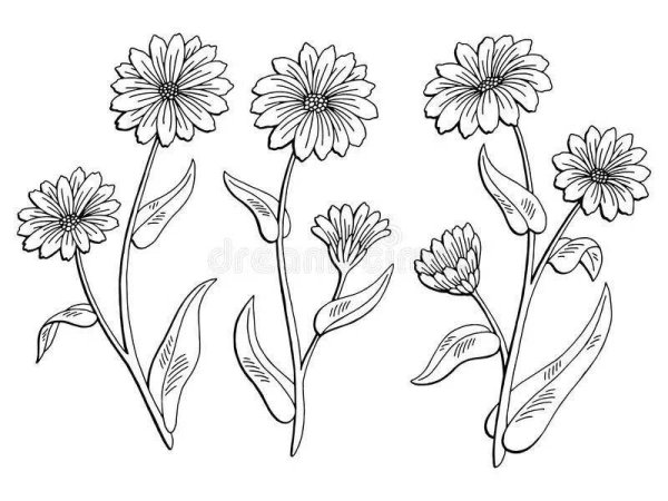 Календула разукрашка