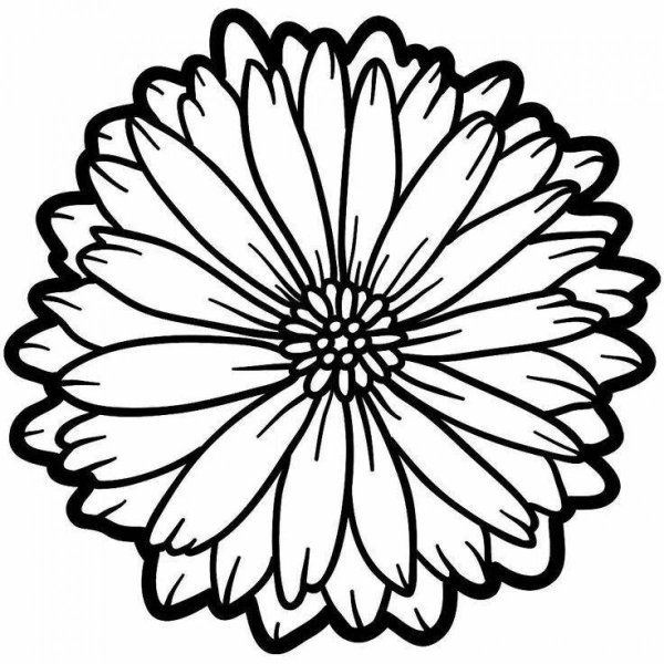 Календула раскраска для детей