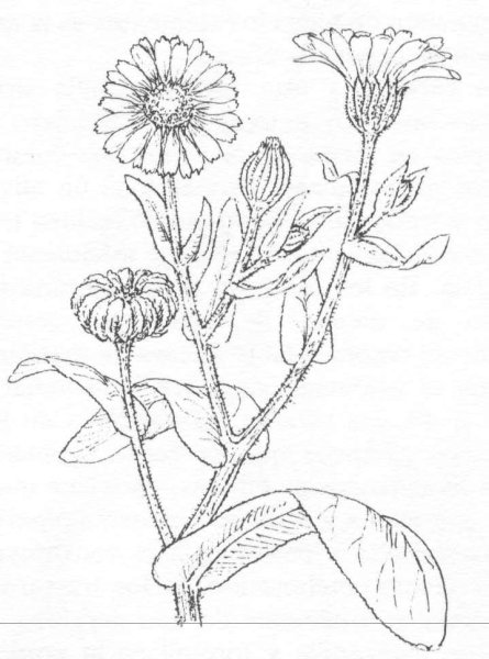 Календула Ромашка цикорий