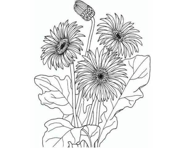 Полевые цветы раскраска