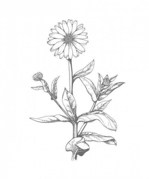 Календула раскраска