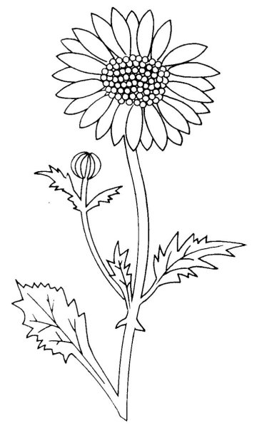 Календула раскраска