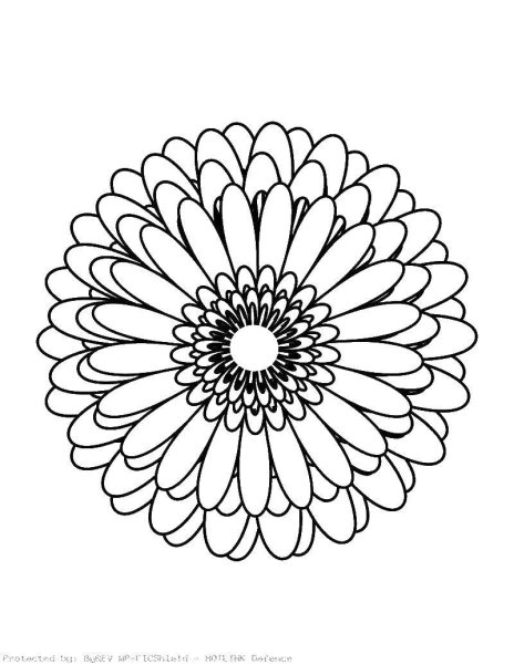 Маргаритка раскраска