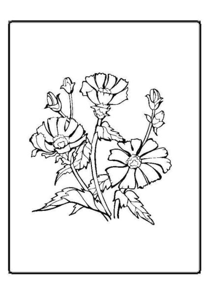 Цветы ноготки для раскрашивания