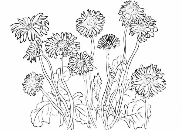 Календула лекарственная раскраска