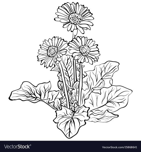 Маргаритка цветок раскраска для детей