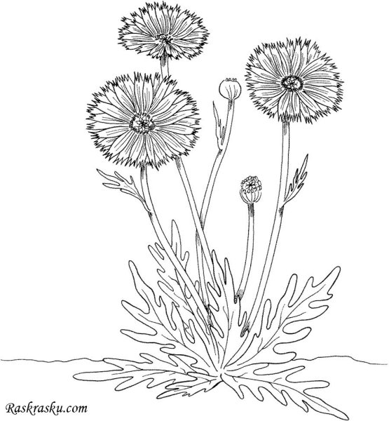 Календула раскраска для детей