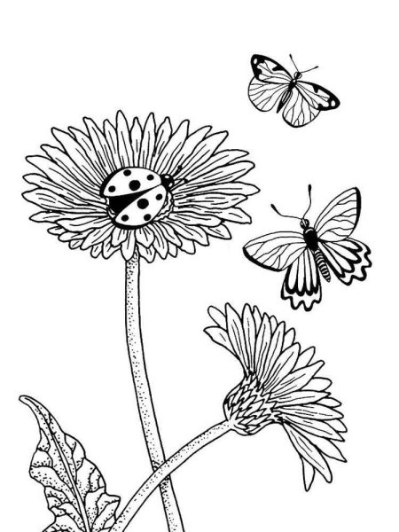 Маргаритка раскраска