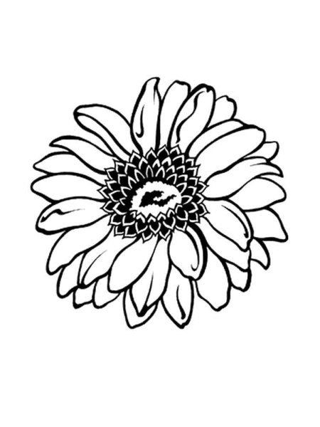 Герберы раскраска