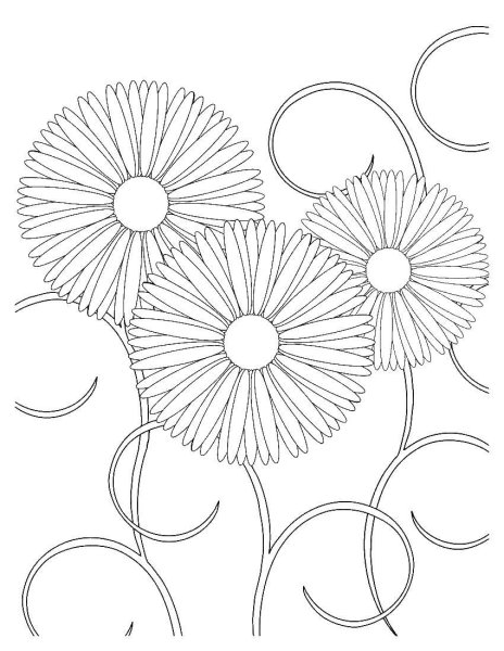 Раскраска Маргаритка цветок
