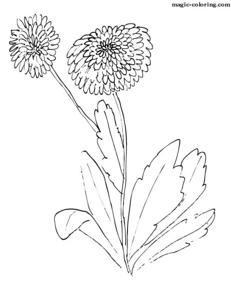 Маргаритка раскраска