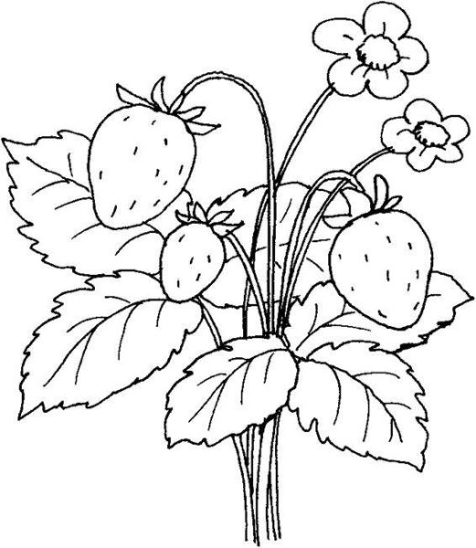 Земляника раскраска для детей