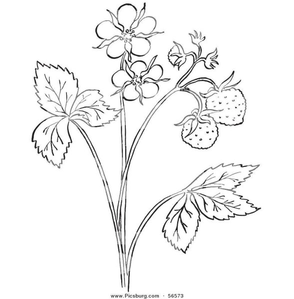 Раскраска клубника с корнями