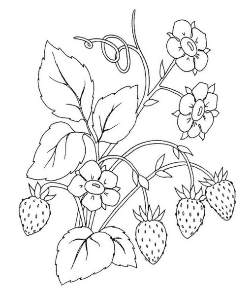 Раскраска "ягоды"