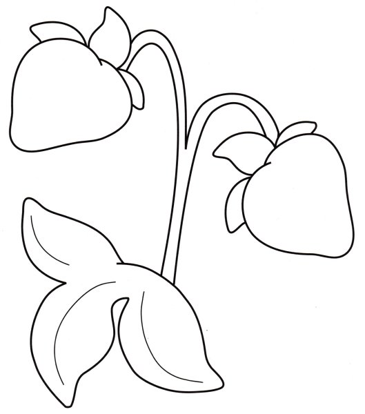 Куст клубники раскраска