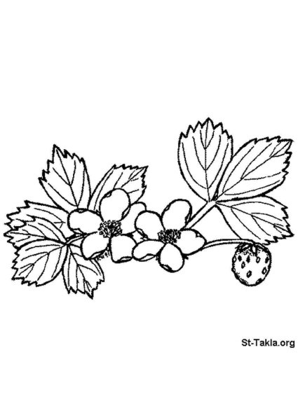 Растения для разукрашек клубника