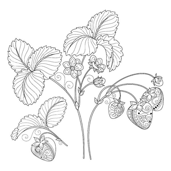 Кустик земляники раскраска