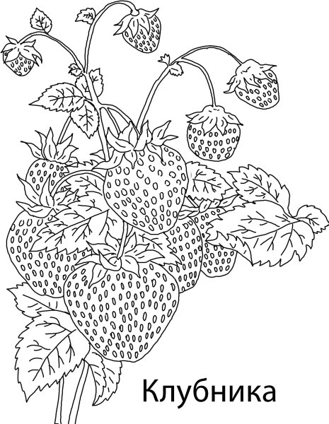 Земляника раскраска