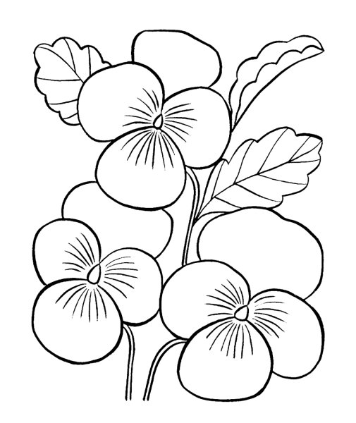 Узамбарская фиалка раскраска